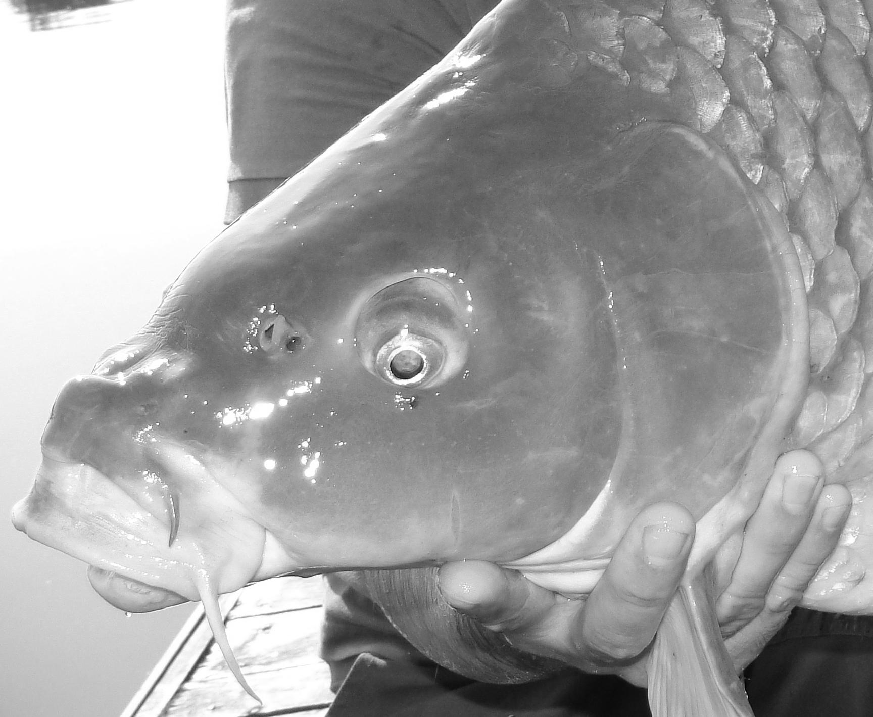 Moara Vlasiei 2 23 - 24 iun. - dsc00781bisbis.JPG